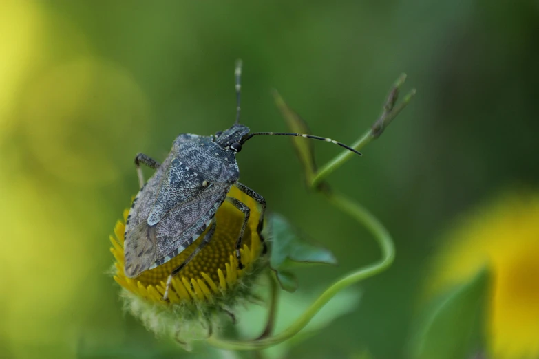 a very cute little bug sitting on a flower