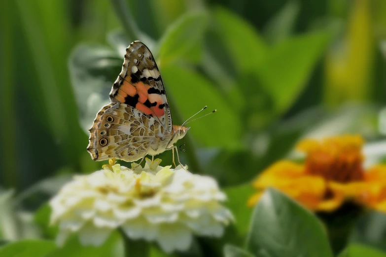 a small orange and black erfly on a flower