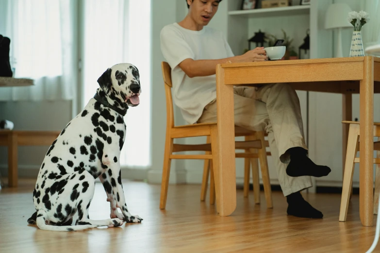 a dalmation dog sits near a table while someone is reading
