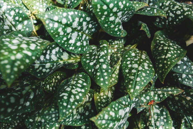 closeup of a very green leafy plant that is all covered in white dots