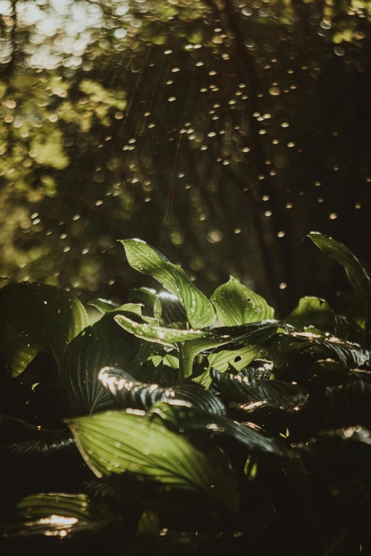 green plants in the foreground with rain drops floating around