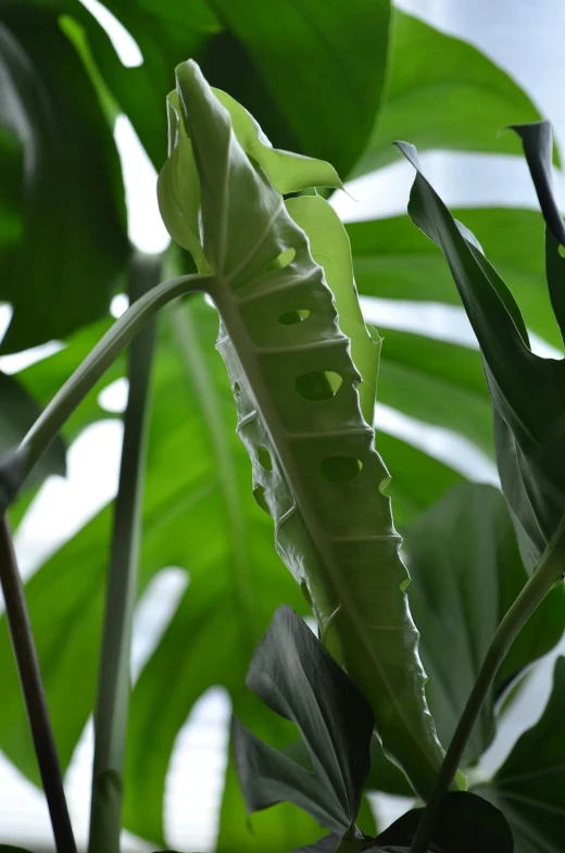 closeup of large leafy plants that are green