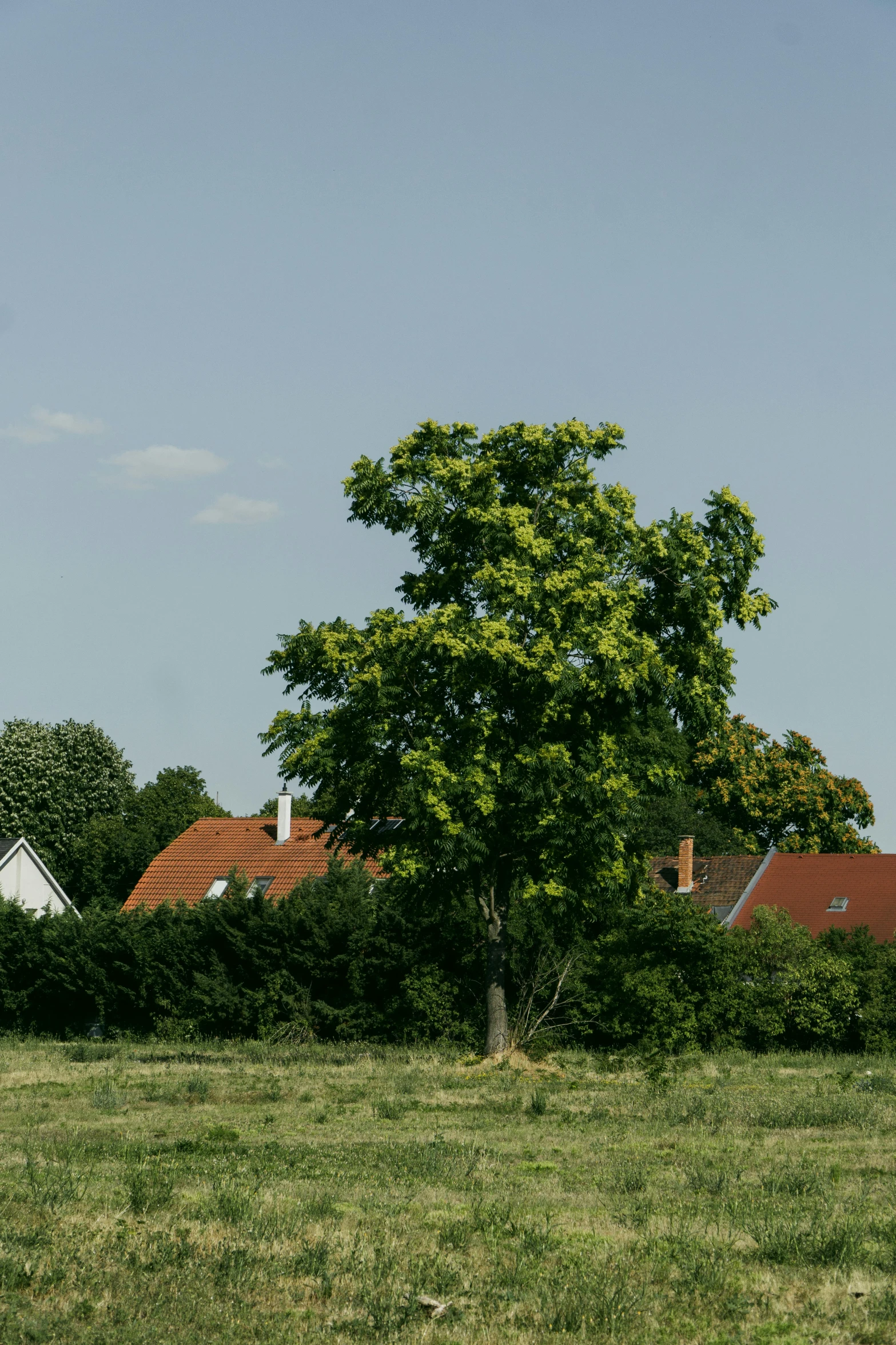 a couple of giraffes are standing in a field