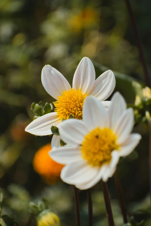 three white flowers sitting next to each other in a field