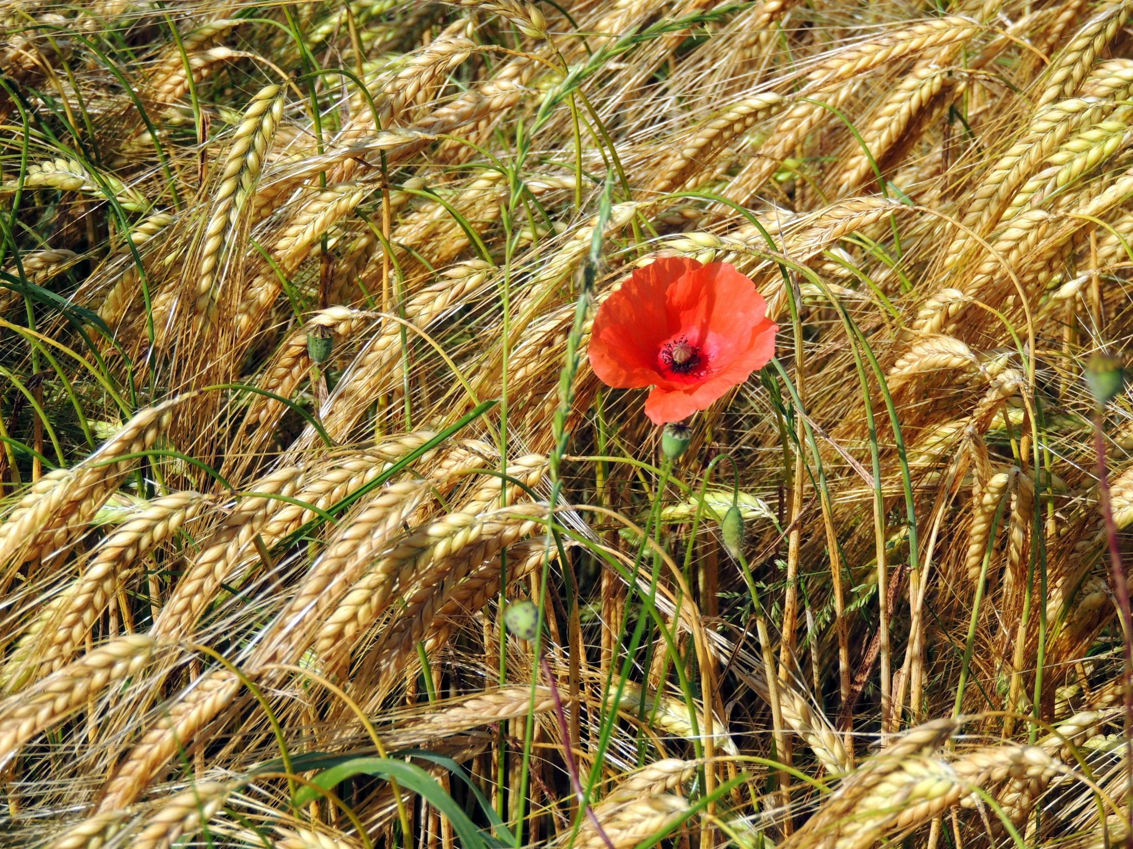 a lone red poppy sits in the tall grass