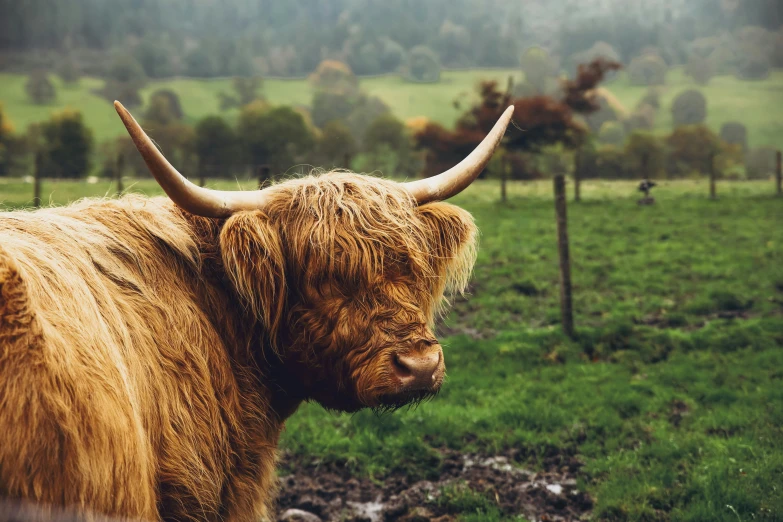 a very big furry animal in a grass field