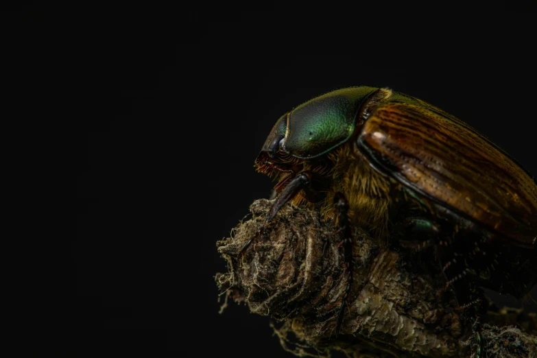 this is an image of a bug on top of tree trunk