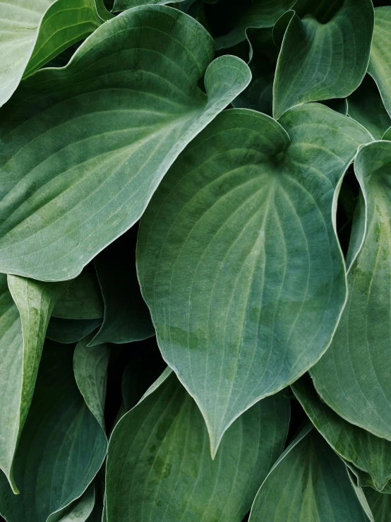 green leaves are growing close to the ground