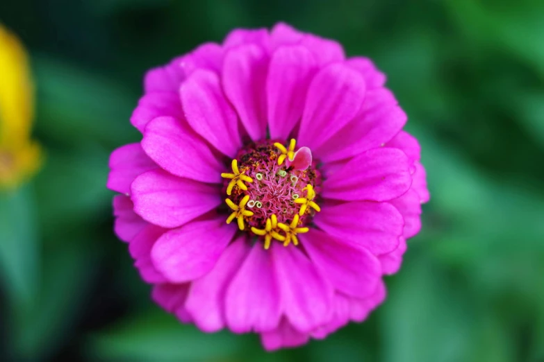 close up image of a pink flower with yellow stamen