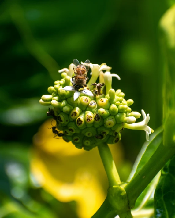 a bee on a flower with a yellow background