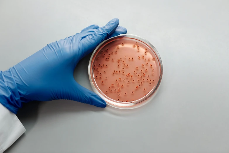 a hand in blue gloves holds a tin filled with red substance