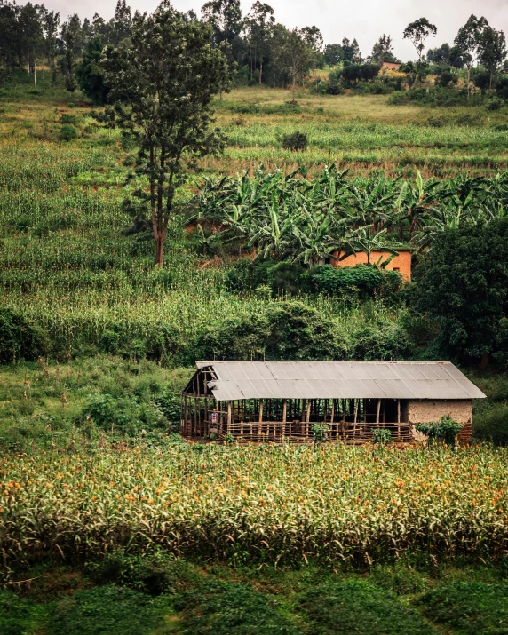 a shed in the middle of a field that is overgrown