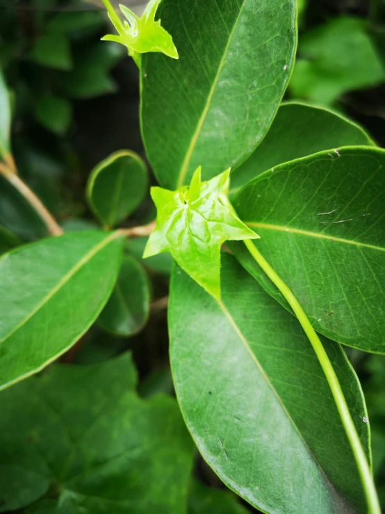 a plant has a large green flower budding