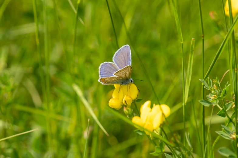 small blue erfly flying on a yellow flower