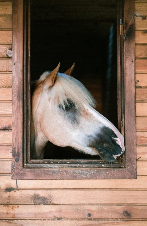 the white horse is in the wooden stall