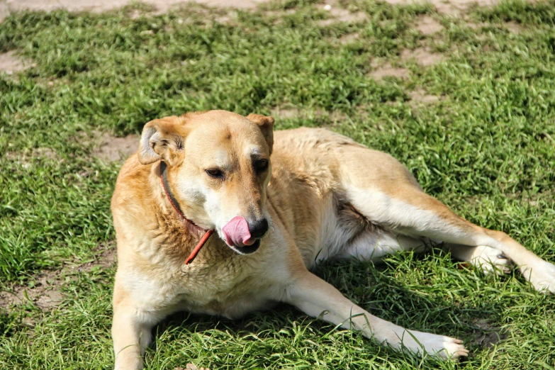 a dog with his tongue sticking out laying in the grass