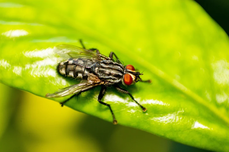 a fly sitting on top of a green leaf