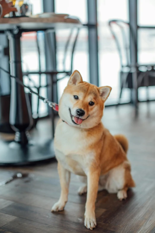 a brown dog sitting on top of a hard wood floor