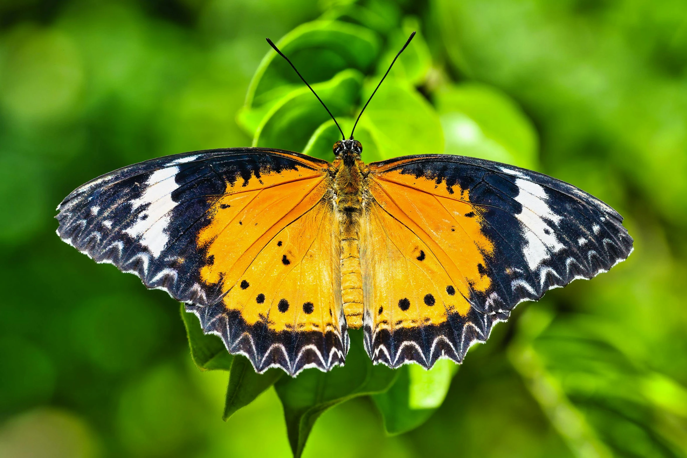 a erfly with a very bright yellow pattern resting on a plant