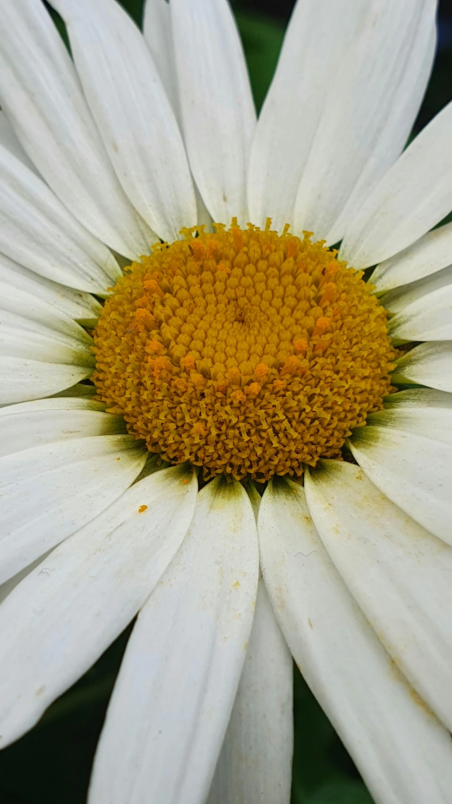 a close up view of a white flower with yellow center