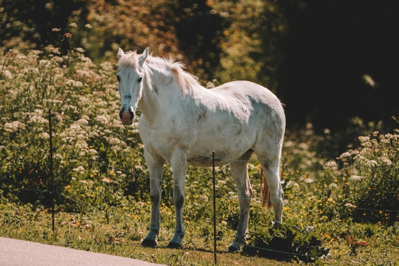 the white horse is standing in a field of flowers