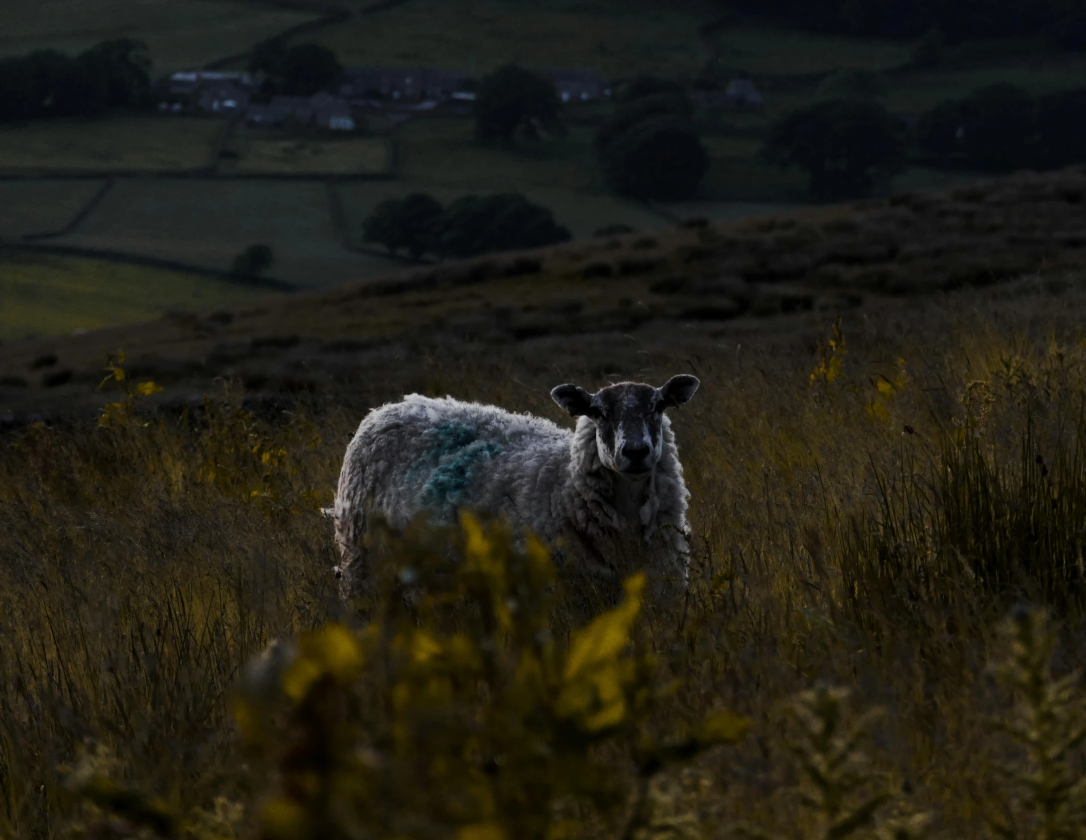 the large, blue face of a sheep with light blue marks on its fur in a field