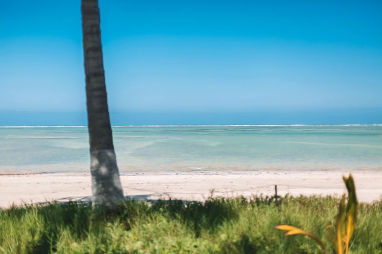 a palm tree is near an ocean beach