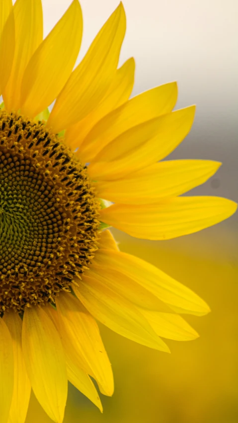 the large sunflower is in front of a white and grey background