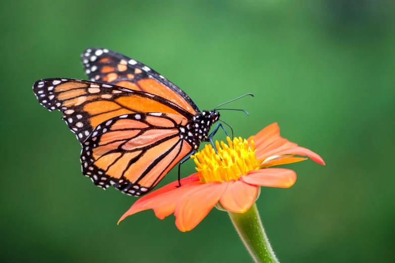 a single erfly sitting on top of a flower