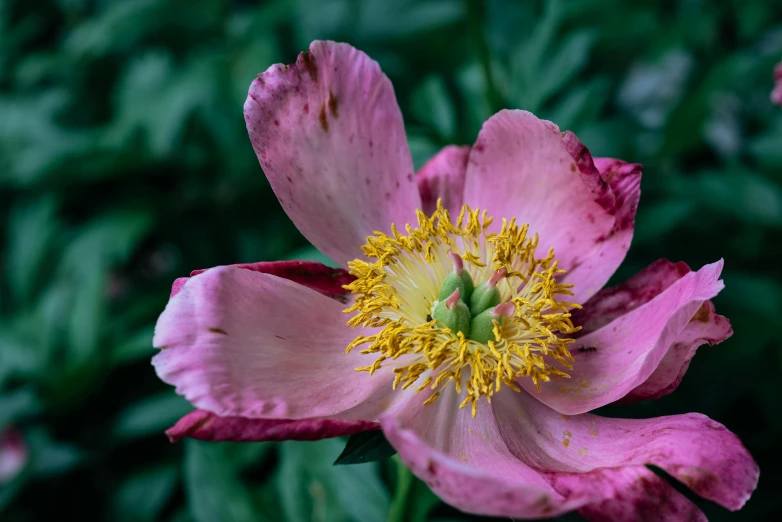 a large pink flower with yellow center sitting on the ground