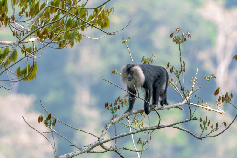 a monkey sitting in the middle of a tree nch