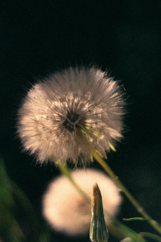 a close - up of a dandelion in the dark