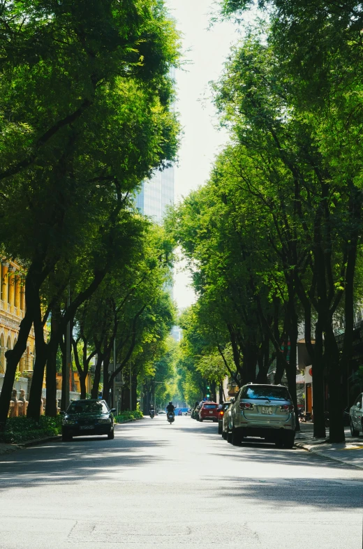 cars parked on the street between many trees