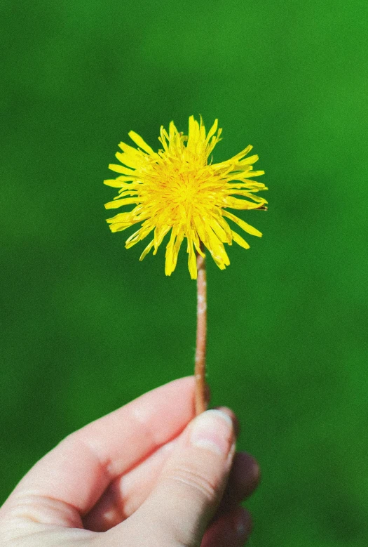 a small yellow dandelion in a persons hand