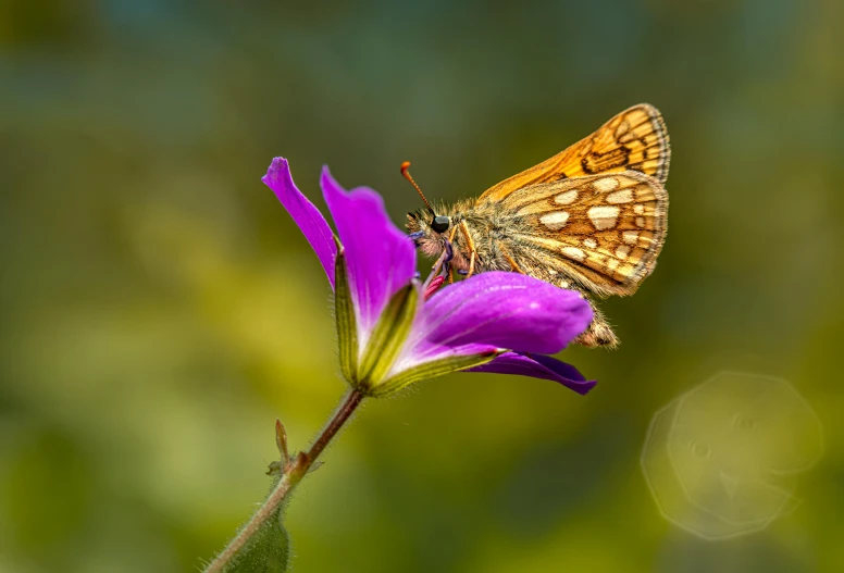 a erfly sits on top of a purple flower