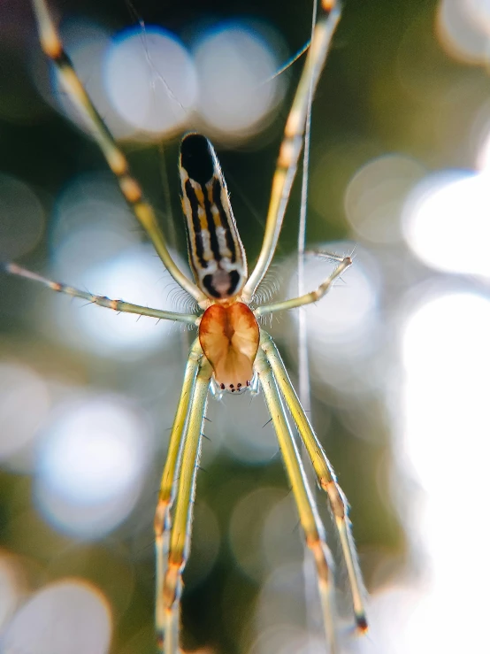 a big spider is hanging upside down in the center of a web