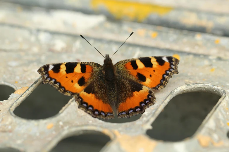 orange erfly with striped wings sitting on a piece of concrete