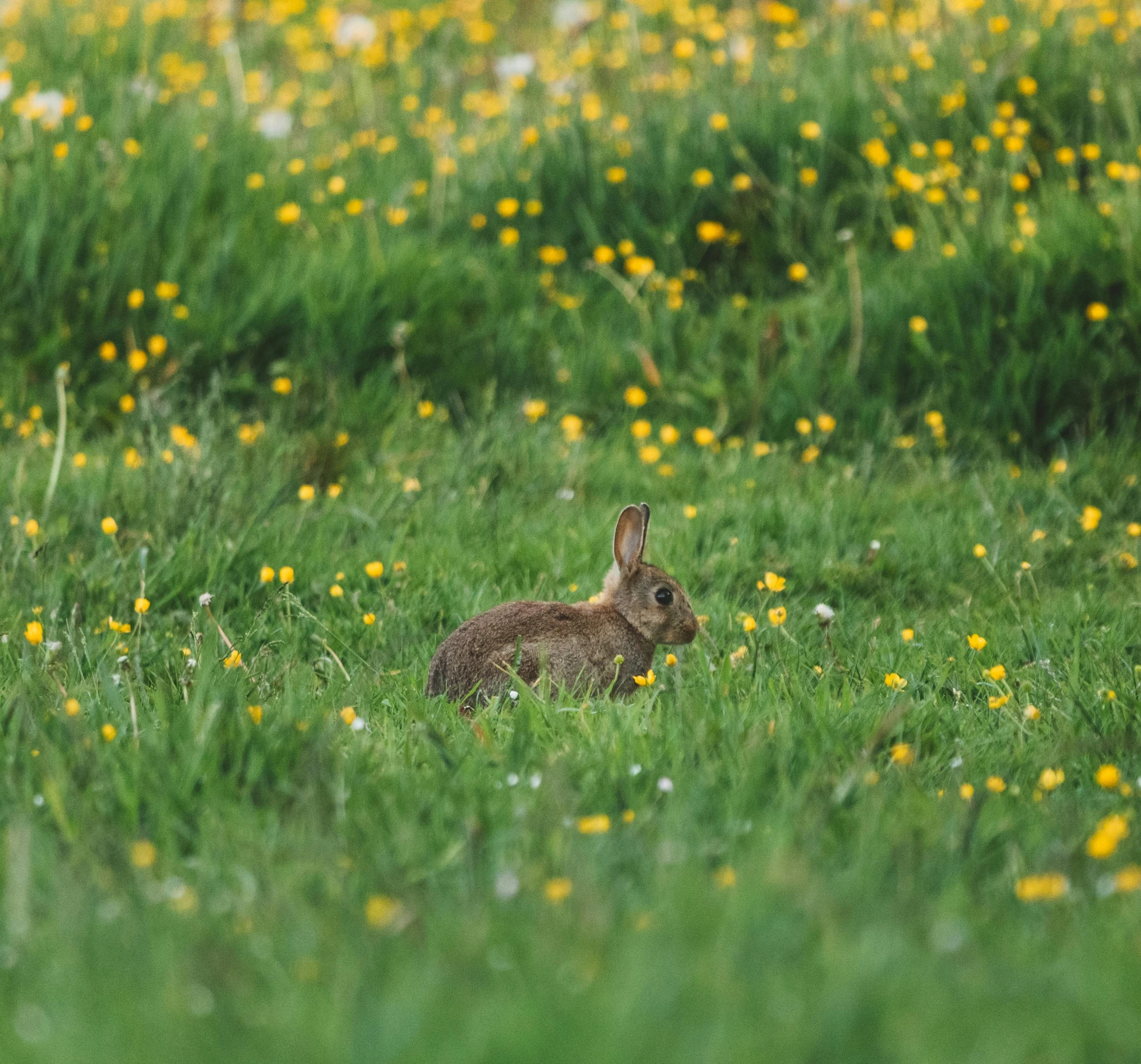 a large rabbit sits on a lush green field