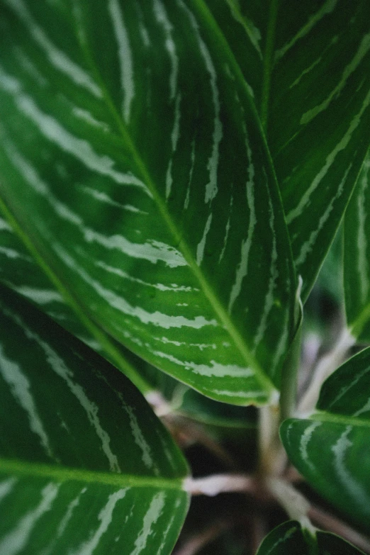 the green plant has long, thin, slender leaves