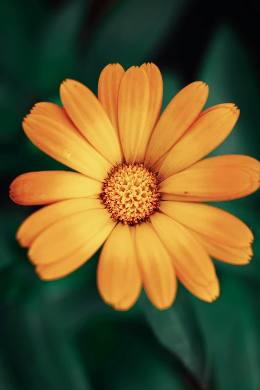 a yellow daisy flower in the midst of green leaves