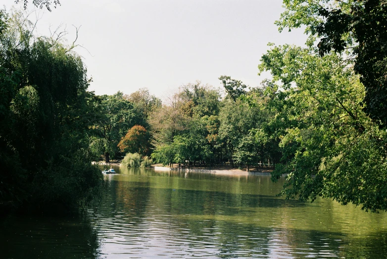 a river next to a forest filled with lush green trees