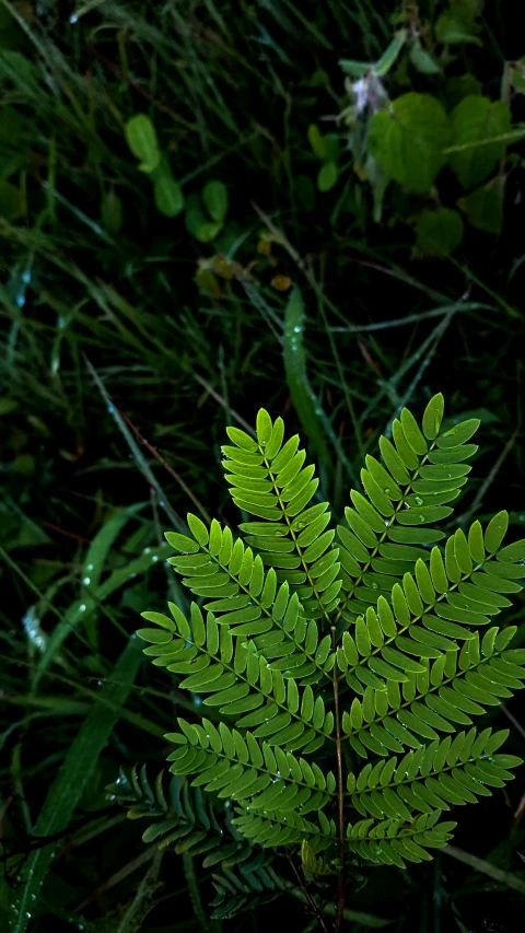 green fern leaf next to grass with leaves behind