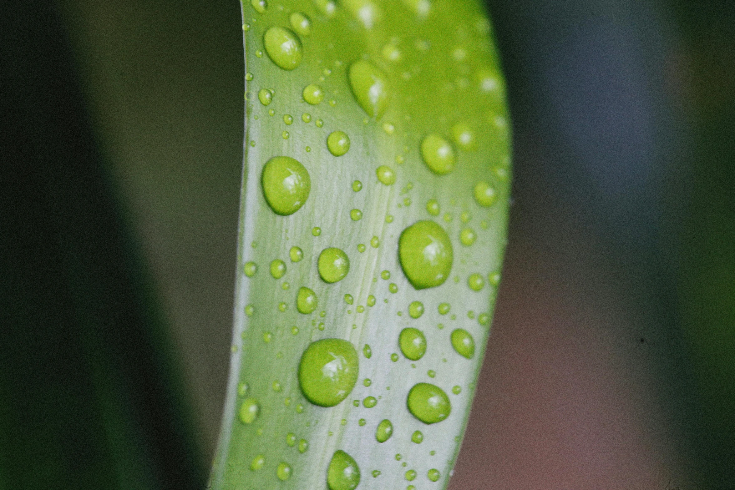 some water droplets on a green leaf