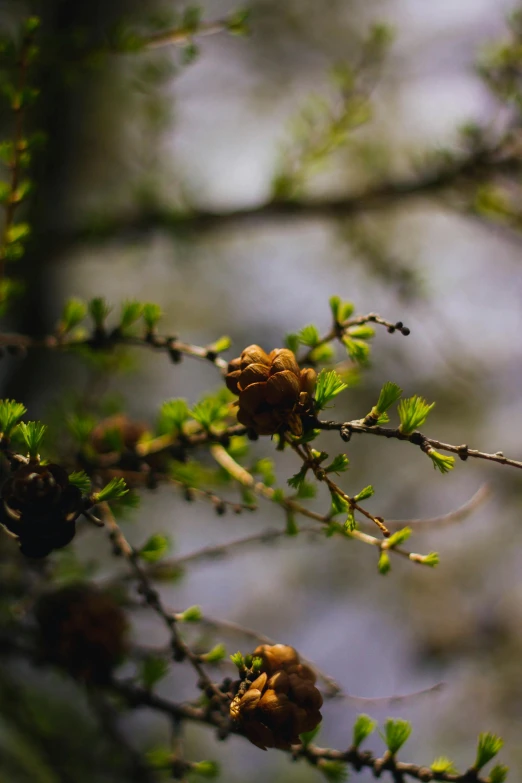 this is some green twigs with buds on them