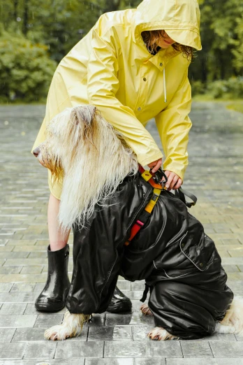a man with a long beard in rain gear bending over to pick up another dog