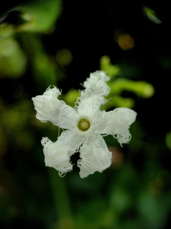 a white flower in a field of grass