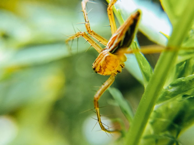 a close up image of a spider on a leaf