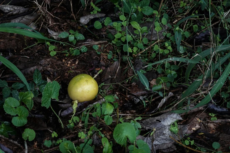 an apple is sitting on the ground amongst some vegetation