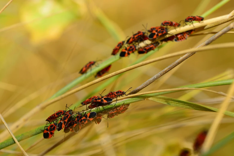 red and black bugs on top of the stems of grass