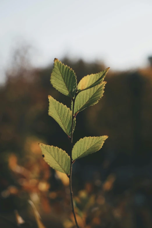 a small green leaf with no leaves on it